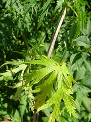 Leonurus glaucescens