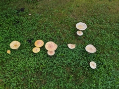 Amanita muscaria guessowii