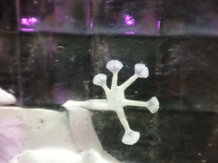 Ptyodactylus guttatus