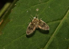 Psychodidae