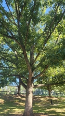 Quercus acutissima