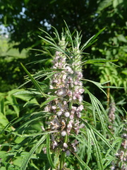 Leonurus glaucescens