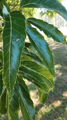 Quercus acutissima