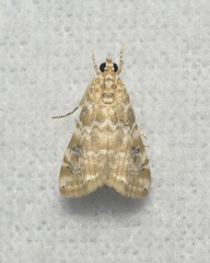 Hellula