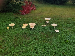 Amanita muscaria guessowii