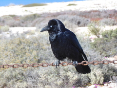 Corvus coronoides