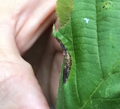 Phyllonorycter ostryaefoliella