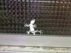 Ptyodactylus guttatus