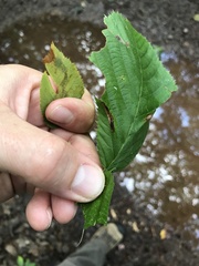 Phyllonorycter ostryaefoliella