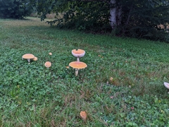 Amanita muscaria guessowii