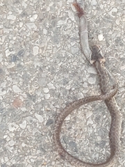 Zamenis longissimus