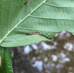 Phyllonorycter ostryaefoliella
