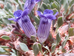 Aptosimum procumbens
