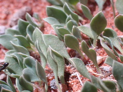 Aptosimum procumbens