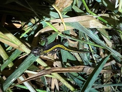 Ambystoma macrodactylum