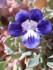 Aptosimum procumbens
