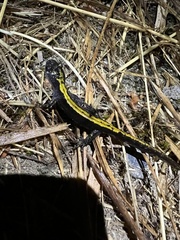 Ambystoma macrodactylum