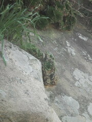 Selaginella tamariscina