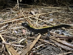 Ambystoma macrodactylum