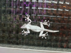 Ptyodactylus guttatus