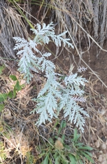 Artemisia messerschmidtiana