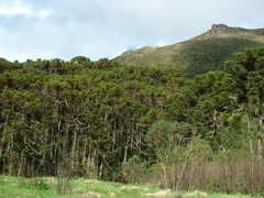 Araucaria angustifolia