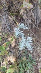 Artemisia messerschmidtiana