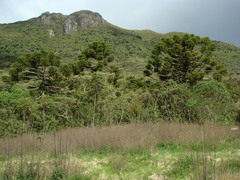 Araucaria angustifolia