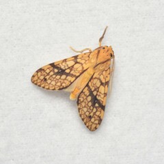 Lophocampa