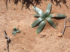 Albuca secunda