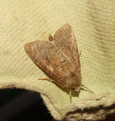 Parastichtis suspecta