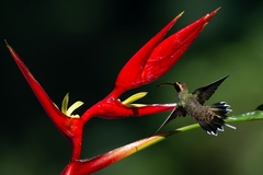 Phaethornis eurynome