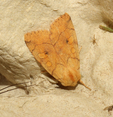 Enargia paleacea