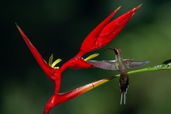 Phaethornis eurynome