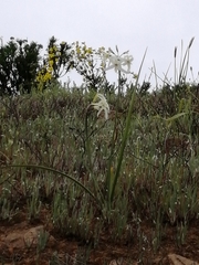 Leucocoryne coquimbensis