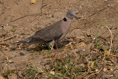 Streptopelia decipiens