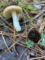 Russula grata