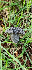 Strobilomyces strobilaceus