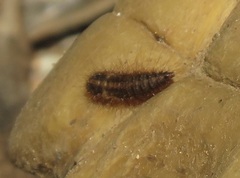 Dermestes frischii