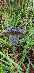 Strobilomyces strobilaceus