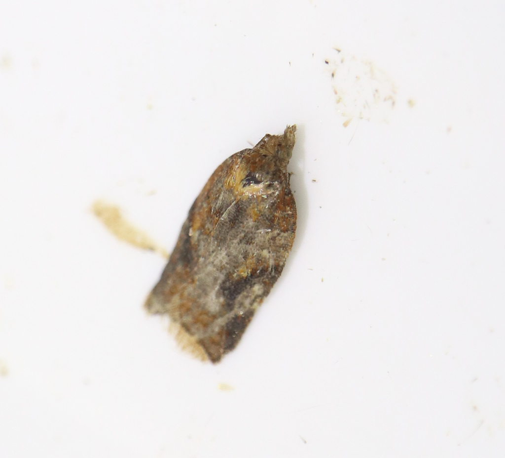 Strawberry Tortrix