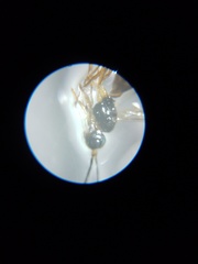 Braconidae