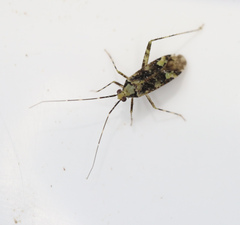 Phytocoris tiliae