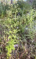 Trichostema