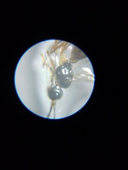 Braconidae