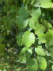 Viburnum rafinesqueanum