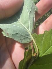 Viburnum rafinesqueanum