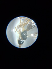 Braconidae