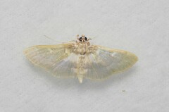 Apilocrocis