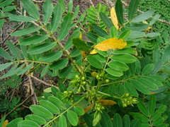 Senna